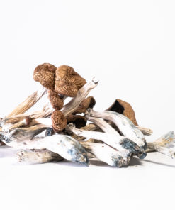 Malabar Cubensis Mushroom