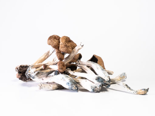 Malabar Cubensis Mushroom