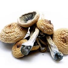 Amazonian Cubensis Mushroom