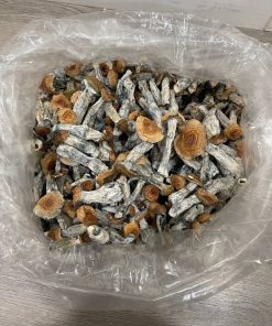 Golden Teachers Mushrooms