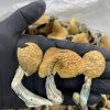 Jedi MindFuck Mushroom