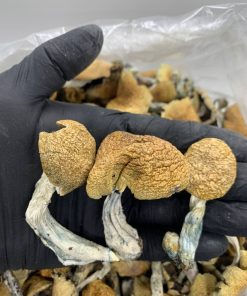 Jedi MindFuck Mushroom