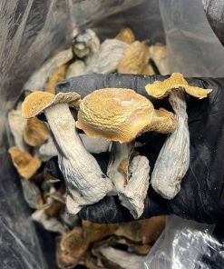Hillbilly Mushroom