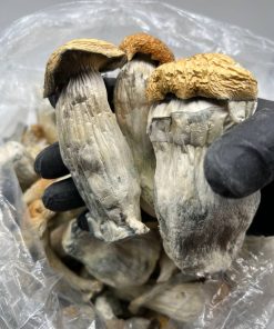 Steel Magnolias Psilocybin Mushroom