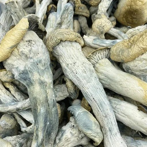 Thrasher Magic Mushroom