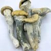 Thrasher Magic Mushroom