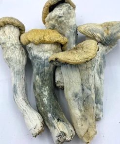 Thrasher Magic Mushroom