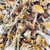 Cambodian Magic Mushroom