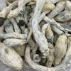 Rusty-White Magic Mushroom